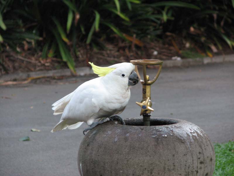 Sulphur Crested Cockatoo
